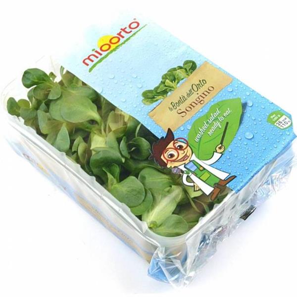 Canonigos